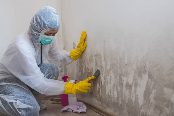 Mold Removal Process in Walnutport, PA