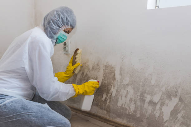 Best Black Mold Removal  in Walnutport, PA