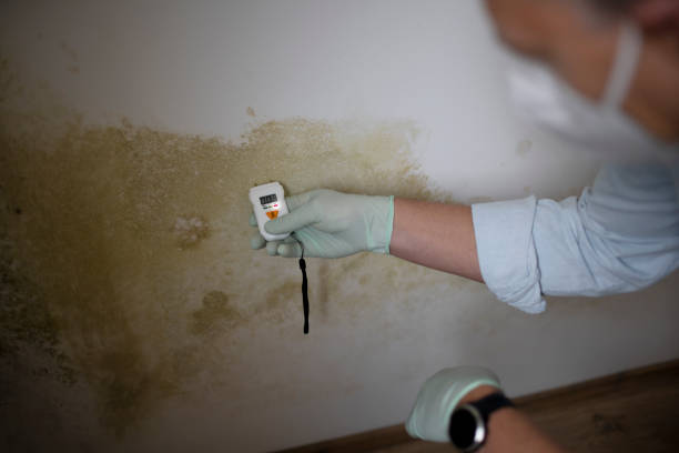 Best Toxic Mold Removal  in Walnutport, PA