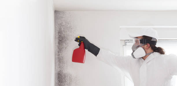Best Emergency Mold Removal  in Walnutport, PA
