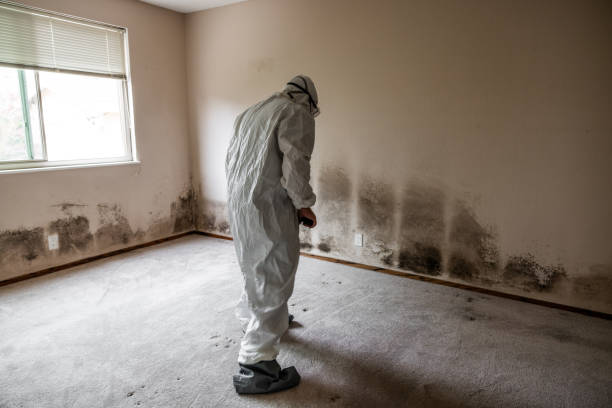 Best Mold Damage Repair  in Walnutport, PA