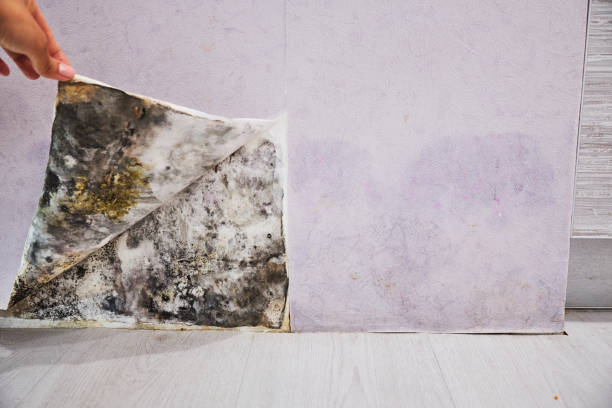 Walnutport, PA Mold Removal Company